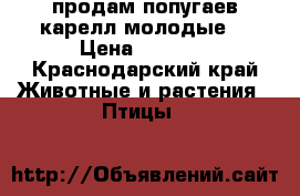 .продам попугаев карелл молодые  › Цена ­ 1 500 - Краснодарский край Животные и растения » Птицы   